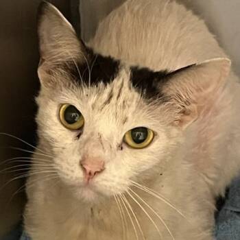 Rescue Domestic Short Hair Cats for Adoption in Cumming, Georgia - Coconut | PetCurious