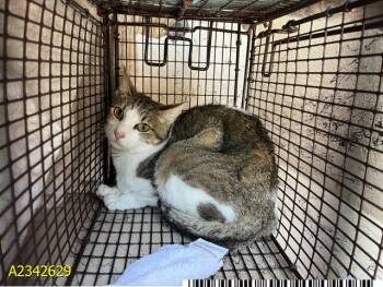NATASHA -  Domestic Short Hair Cat for Adoption in West Palm Beach, Florida - NATASHA | PetCurious