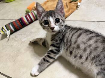 Louies -  Domestic Short Hair Cat for Adoption in Pompano Beach, Florida - Louies | PetCurious