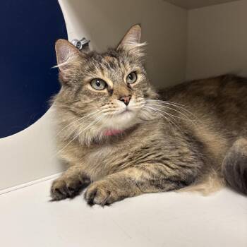 Spritz -  Domestic Medium Hair Cat for Adoption in Fairport, New York - Spritz | PetCurious