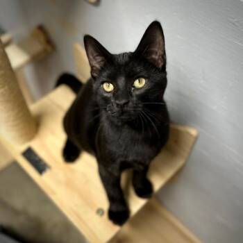 Kylo -  Domestic Short Hair Cat for Adoption in Tulsa, Oklahoma - Kylo | PetCurious