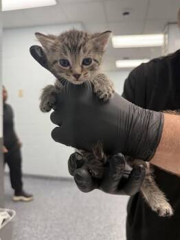 A1266204 -  Domestic Short Hair Cat for Adoption in Charlotte, North Carolina - A1266204 | PetCurious