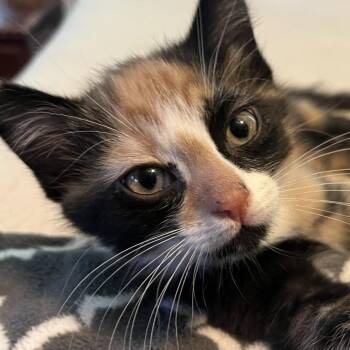 Domestic Short Hair Cats Available for Adoption in Gloucester, Virginia - Fern | PetCurious