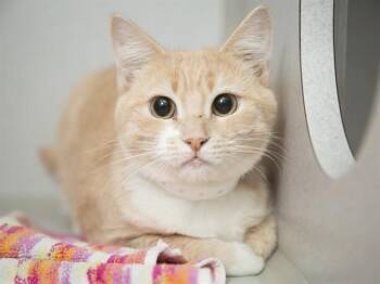 Domestic Short Hair Cats Available for Adoption in Phoenix, Arizona - AMA | PetCurious