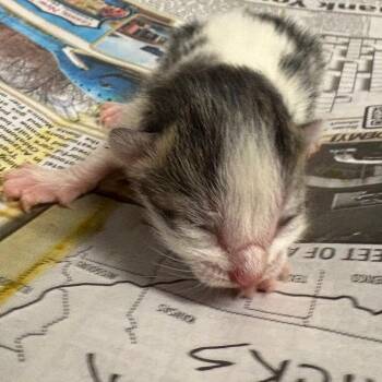 Domestic Medium Hair Cats Available for Adoption in Yuma, Arizona - Squidward | PetCurious