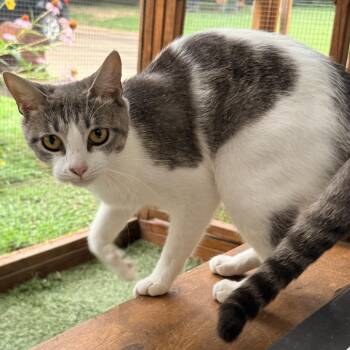Annie -  Domestic Short Hair Cat for Adoption in Nashville, Tennessee - Annie | PetCurious