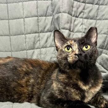 Domestic Short Hair Cats Available for Adoption - Bellany | PetCurious