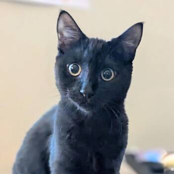 Lilly -  Domestic Short Hair Cat for Adoption in Falmouth, Massachusetts - Lilly | PetCurious