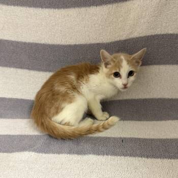 Sharpie -  Domestic Medium Hair Cat for Adoption in Newberg, Oregon - Sharpie | PetCurious