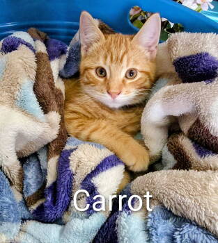 Rescue Domestic Short Hair Cats for Adoption in Minneapolis, Minnesota - Carrot C4756 | PetCurious