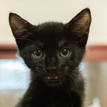 Domestic Short Hair Cats Available for Adoption in Slidell, Louisiana - Stubbs | PetCurious
