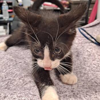 Hubert (Sir Douglas II) -  Domestic Short Hair Cat for Adoption in Milton, Florida - Hubert (Sir Douglas II) | PetCurious