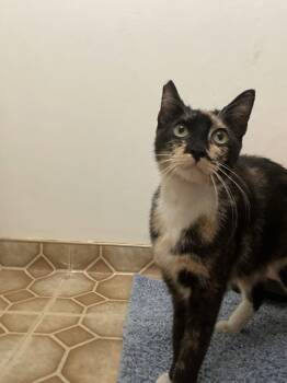 Vana -  Calico Cat Available for Adoption in Cypress, California - Vana | PetCurious
