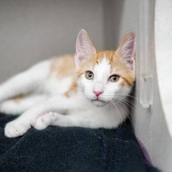 Gemini -  Domestic Short Hair Cat for Adoption in Atlanta, Georgia - Gemini | PetCurious