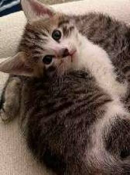 CAYLEA -  Domestic Short Hair Cat for Adoption in Seymour, Indiana - CAYLEA | PetCurious