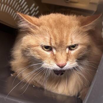 Domestic Short Hair Cats Available for Adoption in Philadelphia, Pennsylvania - Isabella | PetCurious