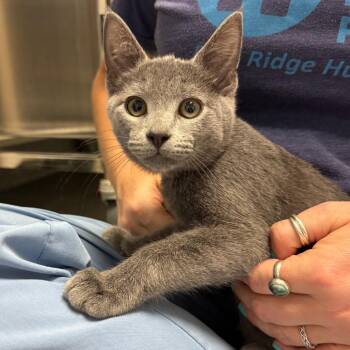 Camden -  Domestic Short Hair Cat for Adoption in Hendersonville, North Carolina - Camden | PetCurious