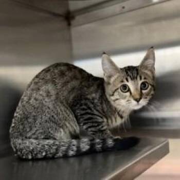 Kitten (2) 07/07/2026 -  Domestic Short Hair Cat for Adoption in Bullhead City, Arizona - Kitten (2) 07/07/2026 | PetCurious