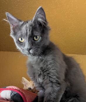Domestic Long Hair Cats Available for Adoption - AQUA, TEAL, BENTLEY, #1843 -Offered By Owner | PetCurious