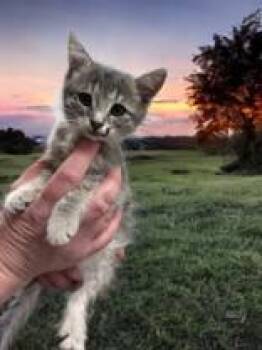 Rescue Domestic Short Hair Cats for Adoption in Portsmouth, Ohio - Melody | PetCurious