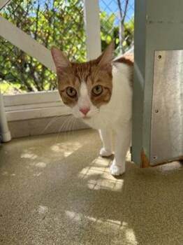Chacha -  Domestic Short Hair Cat for Adoption in Honolulu, Hawaii - Chacha | PetCurious