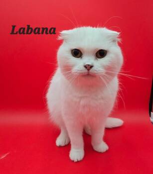 Rescue Scottish Fold Cats for Adoption in San Jacinto, California - Labna | PetCurious