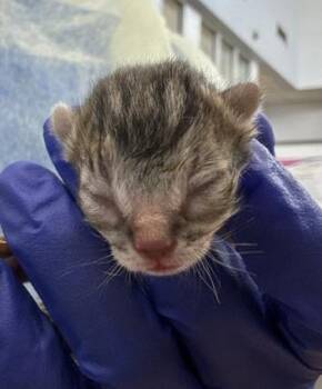 Domestic Short Hair Cats Available for Adoption - FOREST | PetCurious