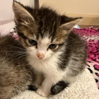 Arcade -  Domestic Short Hair Cat for Adoption in Salt Lake City, Utah - Arcade | PetCurious