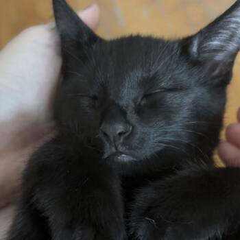 Echo -  Domestic Short Hair Cat for Adoption in Miami, Florida - Echo | PetCurious