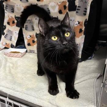 Domestic Short Hair Cats Available for Adoption in Wheaton, Illinois - Naomi | PetCurious