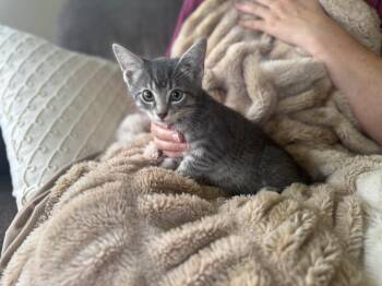 Rescue Domestic Short Hair Cats for Adoption in Gradyville, Kentucky - Nutmeg | PetCurious