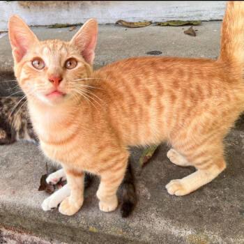 Rescue Domestic Short Hair Cats for Adoption in Livingston, Texas - Spanky | PetCurious