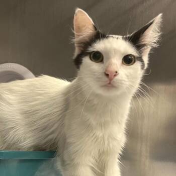 Dot -  Domestic Long Hair Cat Available for Adoption in Los Angeles, California - Dot | PetCurious