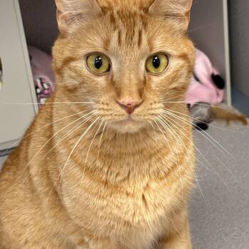 Luci -  Domestic Short Hair and Tiger Cat for Adoption in Batavia, New York - Luci | PetCurious