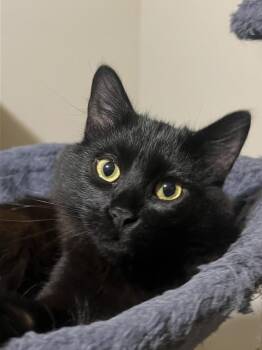 Domestic Medium Hair Cats Available for Adoption in Salinas, California - Cody | PetCurious