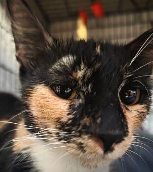 Tiki- Pet Me Please -  Calico Cat for Adoption in Fountain Valley, California - Tiki- Pet Me Please | PetCurious
