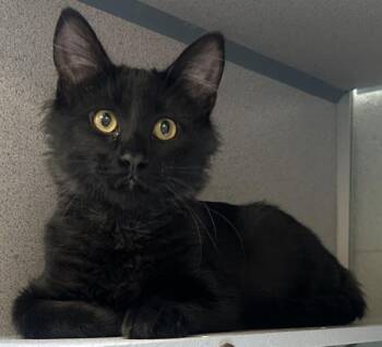 *The Abyss* -  Domestic Long Hair Cat for Adoption in Salt Lake City, Utah - *The Abyss* | PetCurious