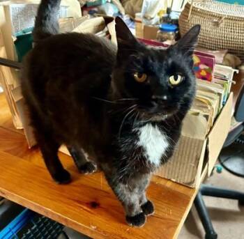 Domestic Short Hair Cats Available for Adoption - Mozart | PetCurious