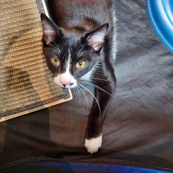 Rescue Domestic Short Hair Cats for Adoption in Ephrata, Pennsylvania - Figaro | PetCurious