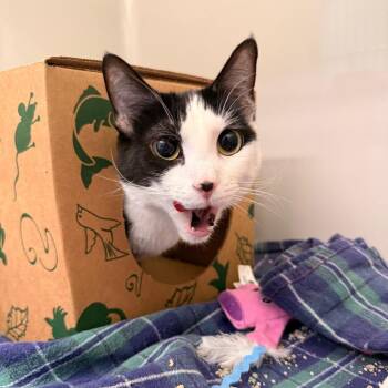 Domestic Short Hair Cats Available for Adoption in Saint Charles, Missouri - Cleo | PetCurious