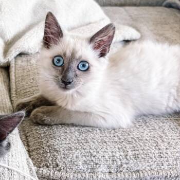 Baja -  Siamese and Domestic Medium Hair Cat for Adoption in Fort Worth, Texas - Baja | PetCurious