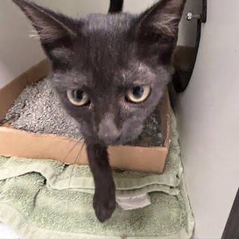 Gigi -  Domestic Short Hair Cat for Adoption in Jeffersonville, Indiana - Gigi | PetCurious