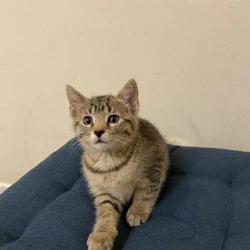 Fais Do Do -  Domestic Short Hair Cat for Adoption in Toms River, New Jersey - Fais Do Do | PetCurious