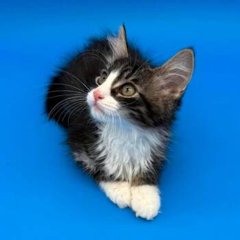 Ames -  Domestic Long Hair Cat for Adoption in Plainfield, Illinois - Ames | PetCurious