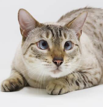 Casper and Zeus - BONDED PUREBRED BENGALS - super sweet - READ F -  Bengal Cat for Adoption in Bedford Hills, New York - Casper And Zeus - BONDED PUREBRED BENGALS - Super Sweet - READ F | PetCurious