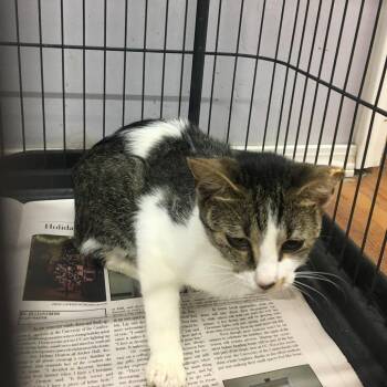 Walda -  Domestic Short Hair Cat for Adoption in Corbin, Kentucky - Walda | PetCurious