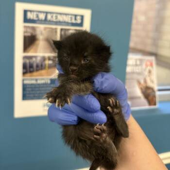 Void -  Domestic Short Hair Cat for Adoption in Columbus, Georgia - Void | PetCurious