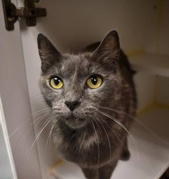 Nova -  Domestic Short Hair Cat for Adoption in Bellingham, Washington - Nova | PetCurious