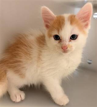 CHASE -  Domestic Short Hair Cat for Adoption in Rancho Cucamonga, California - CHASE | PetCurious