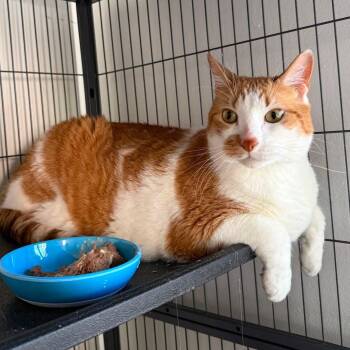 Jason (extra large) -  Domestic Short Hair Cat for Adoption in Huntington, New York - Jason (extra Large) | PetCurious